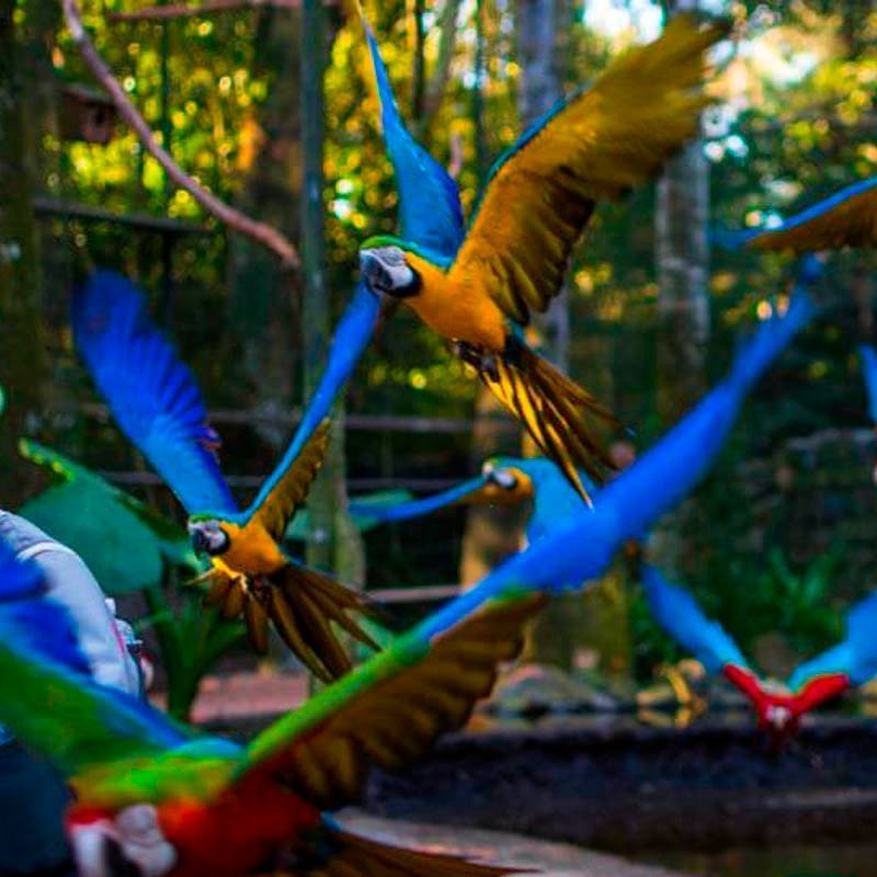 Parque de Aves